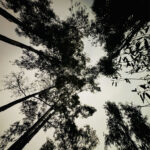 Tree silhouettes, looking up